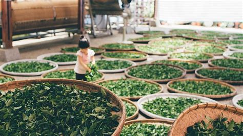 Czemu kupowanie kawy i herbaty na stronie Kraina Herbaty jest opłacalne? sprawdź 2021